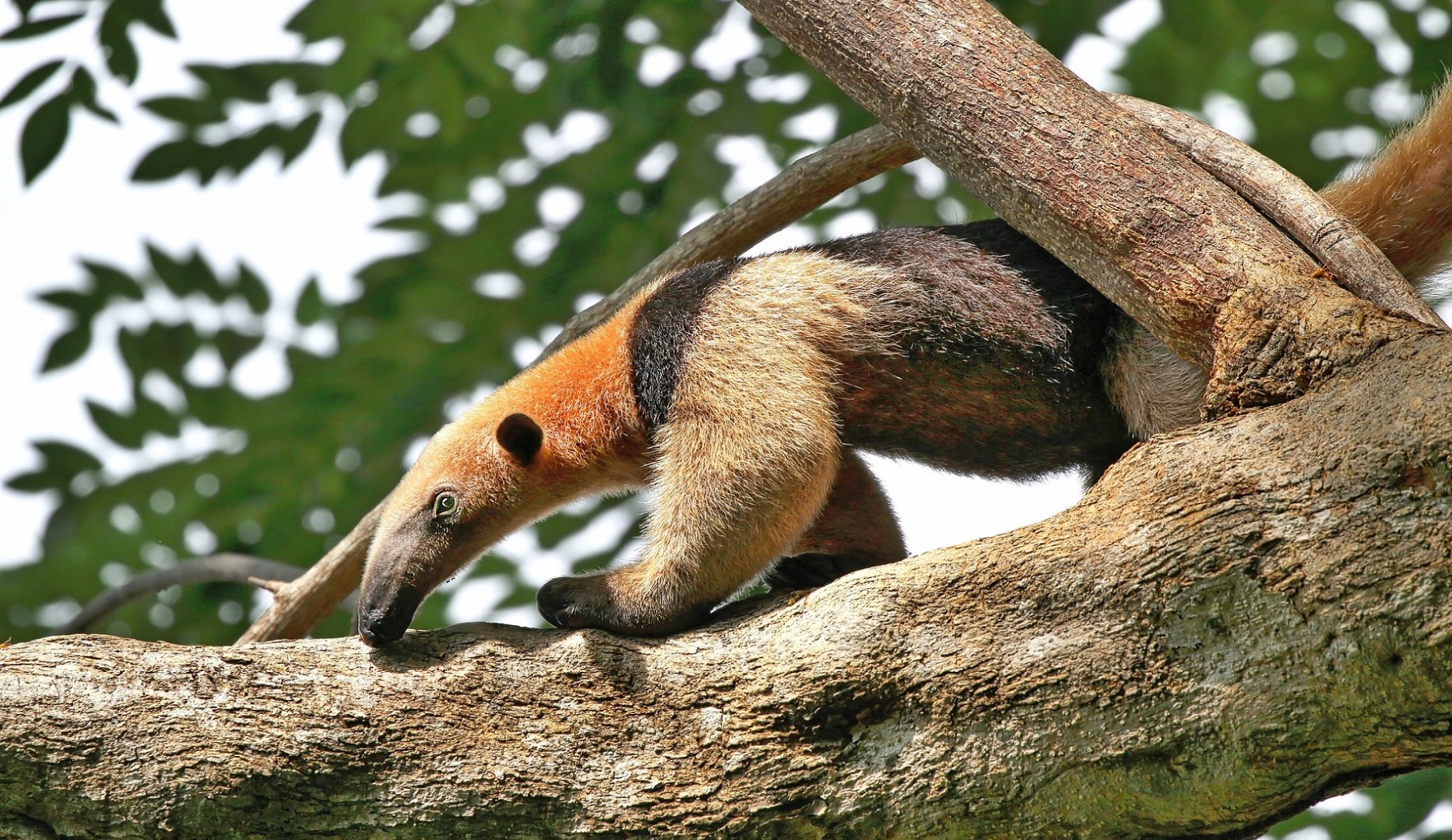 miereneter nationaal park corcovado