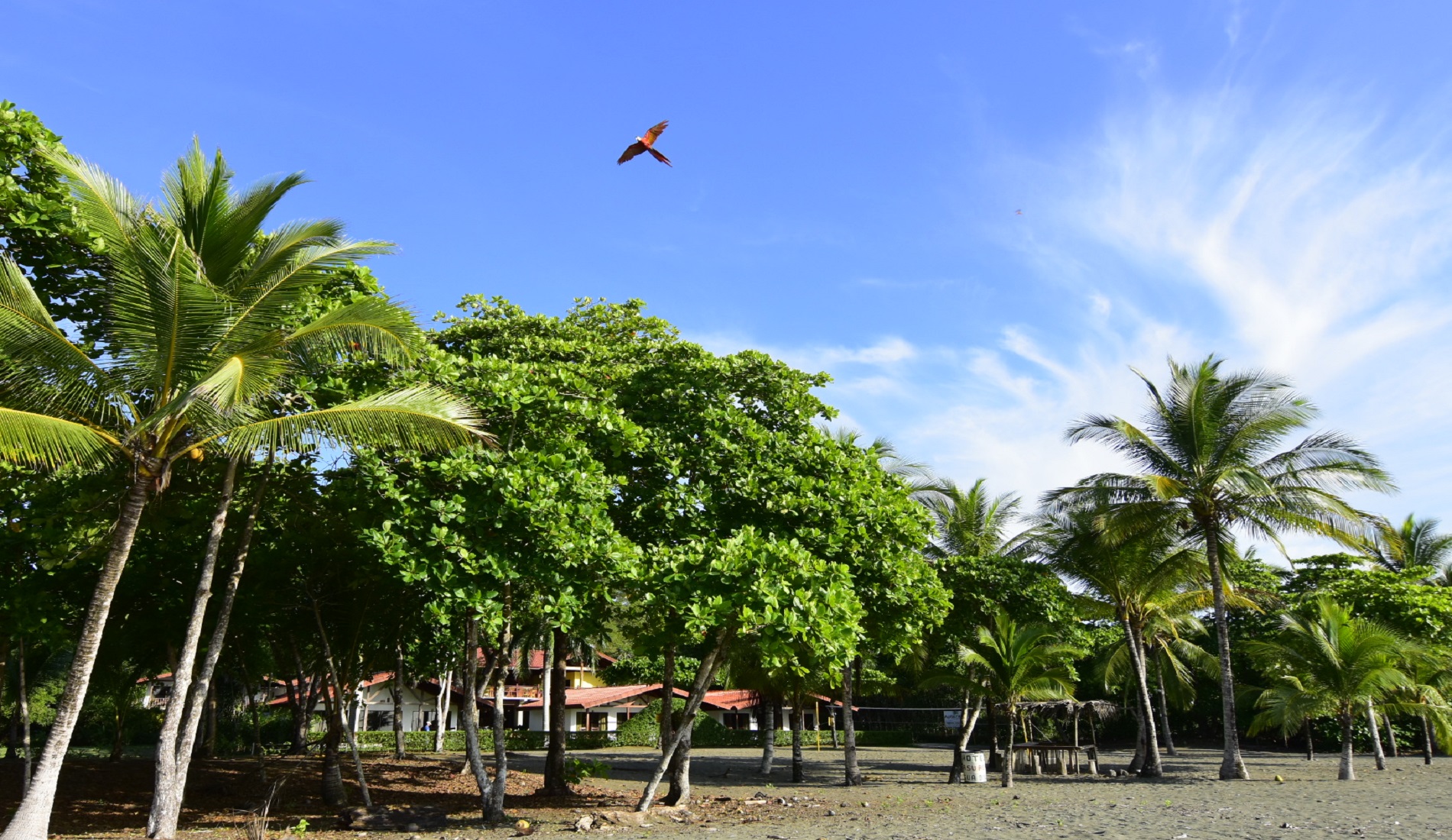 mooiste stranden costa rica playa platanares