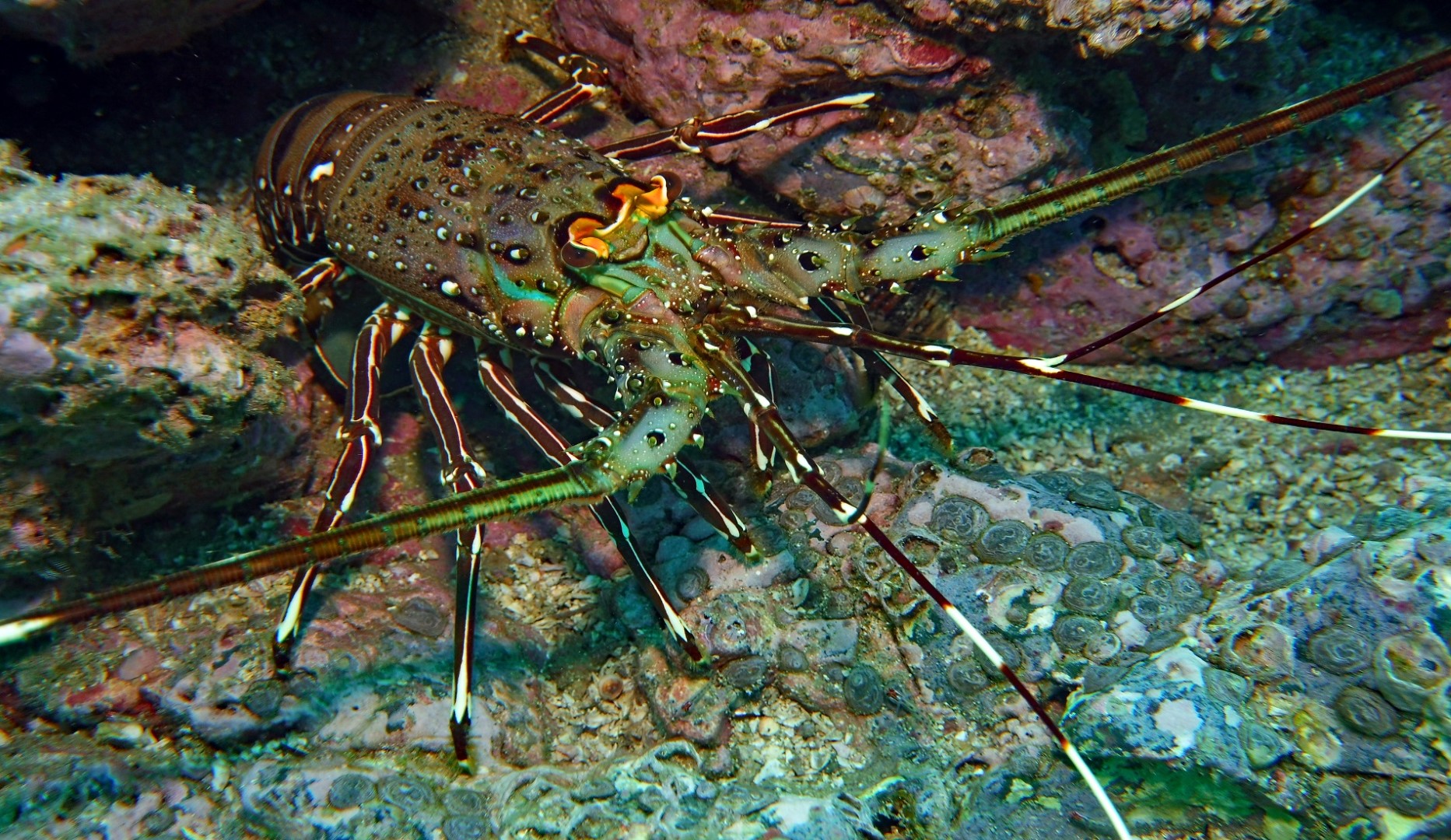 onderwaterwereld costa rica 1