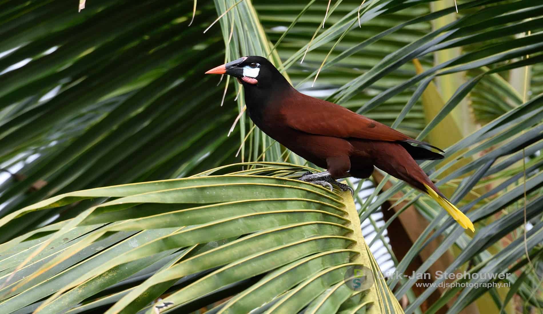 Oropendola Costa Rica