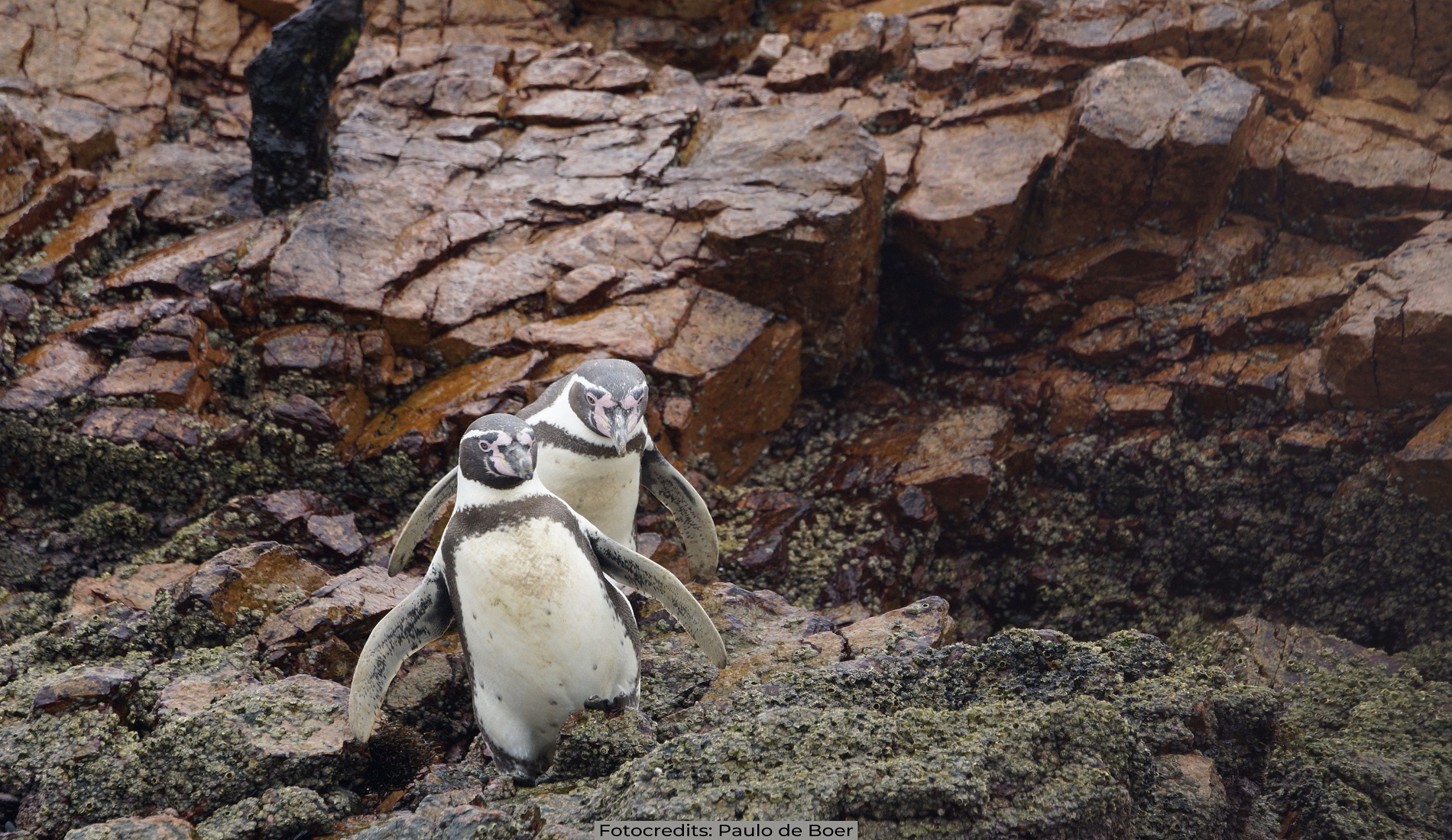 pinguins peru hoogtepunten paracas