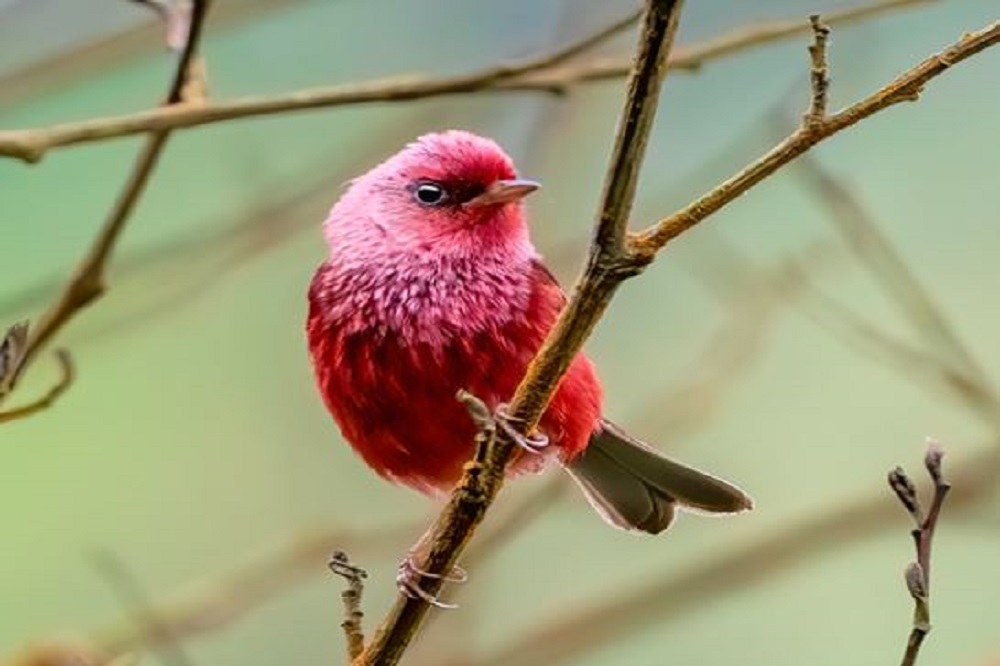 pink warbler vogelreis guatemala