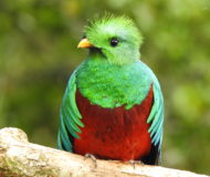 Quetzal