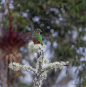 quetzal colombia fotoreis liesbeth ploeg