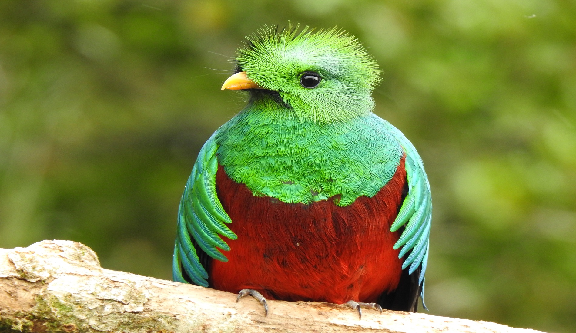 quetzal costa rica