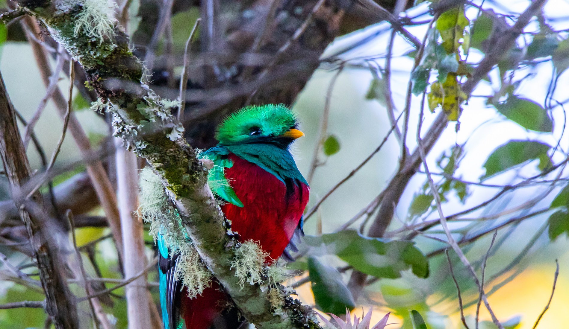 quetzal vogel