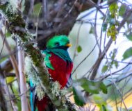 Quetzal