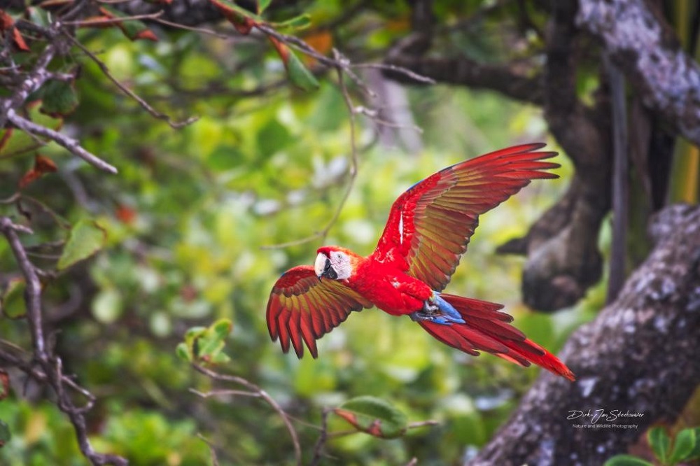 red macaw