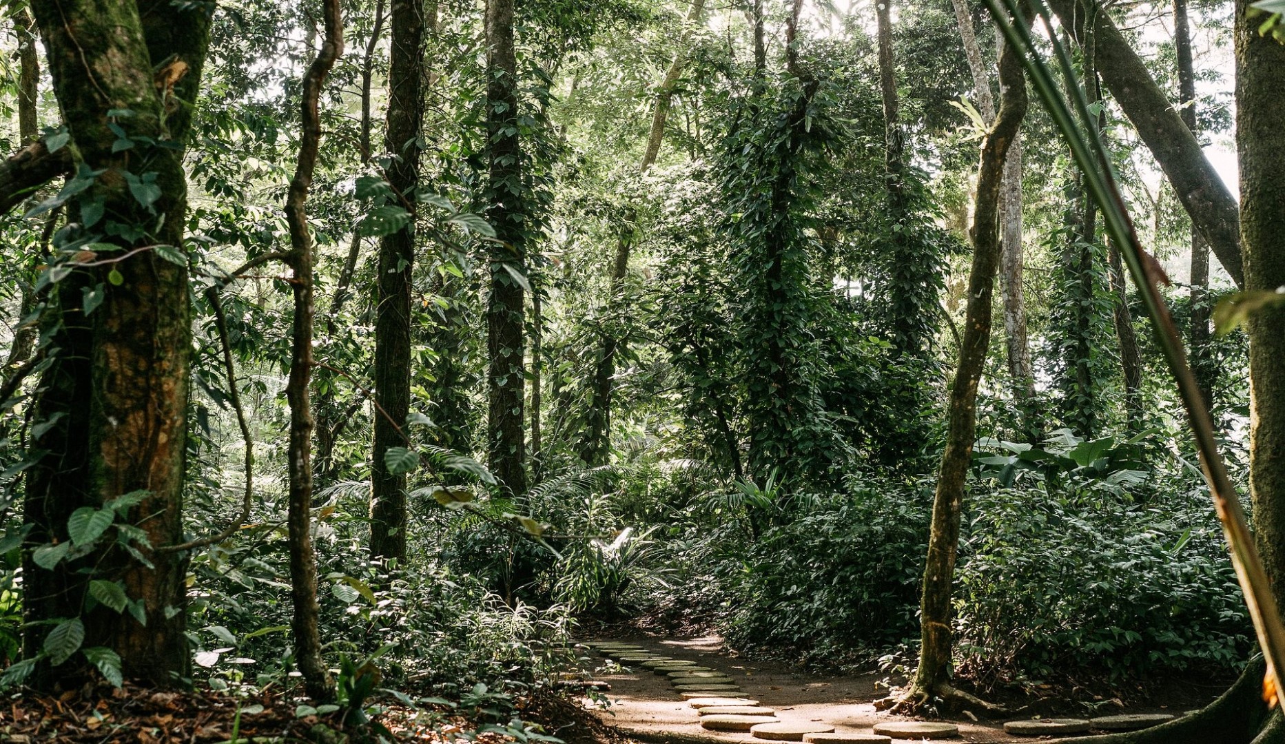 regenwoud tortuguero