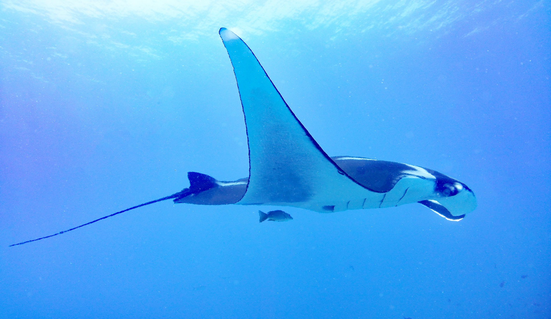 rog cano island duiken costa rica