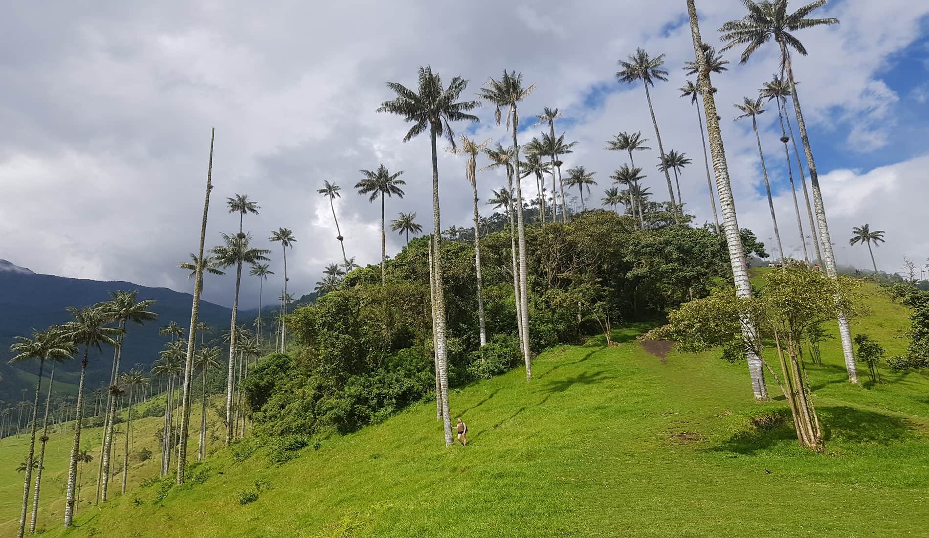 rondreis colombia valle de cocora elise