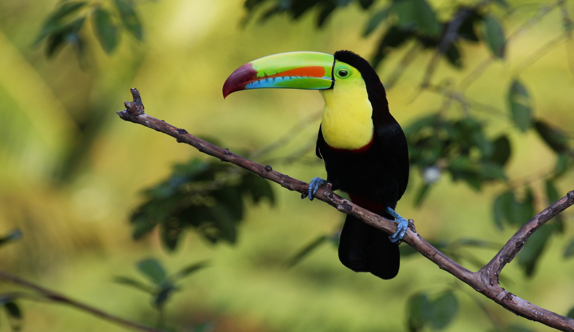 rondreis costa rica en nicaragua toekan