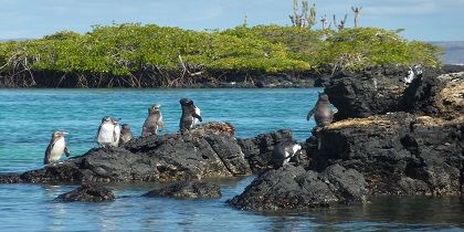 rondreis galapagos eilanden pinguins reizen naar Costa Rica