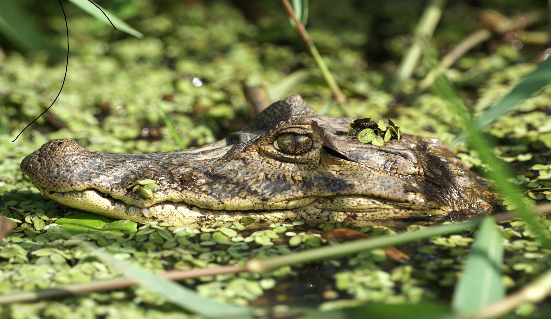 rondreis nicaragua krokodil