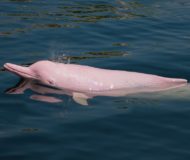 Amazone, roze dolfijn