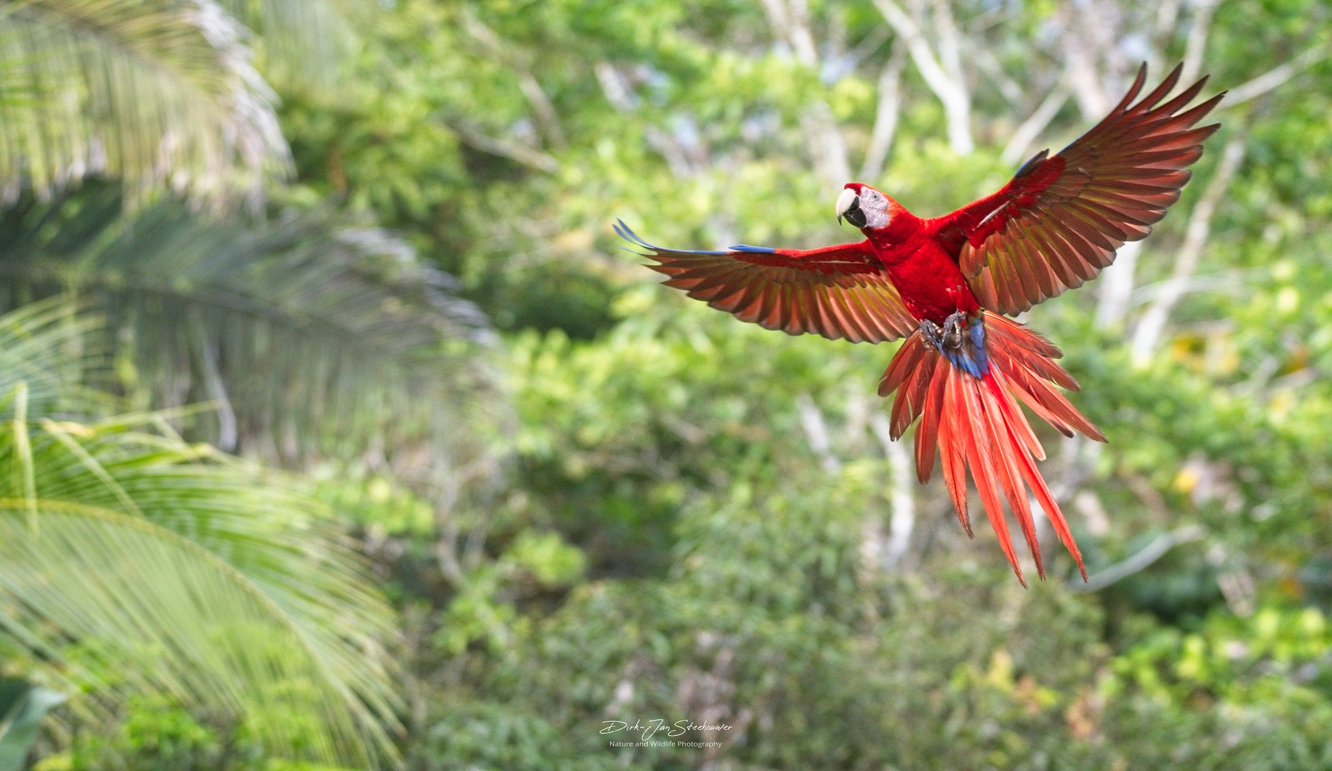 scarlet macaw costa rica