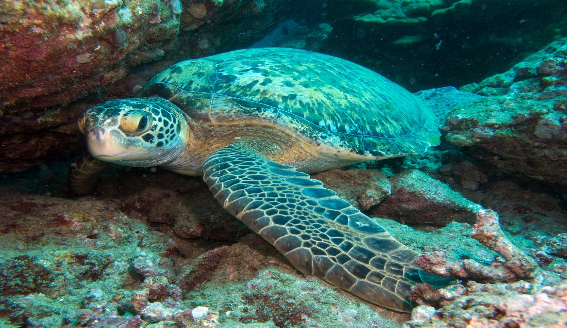 schildpad duiken costa rica