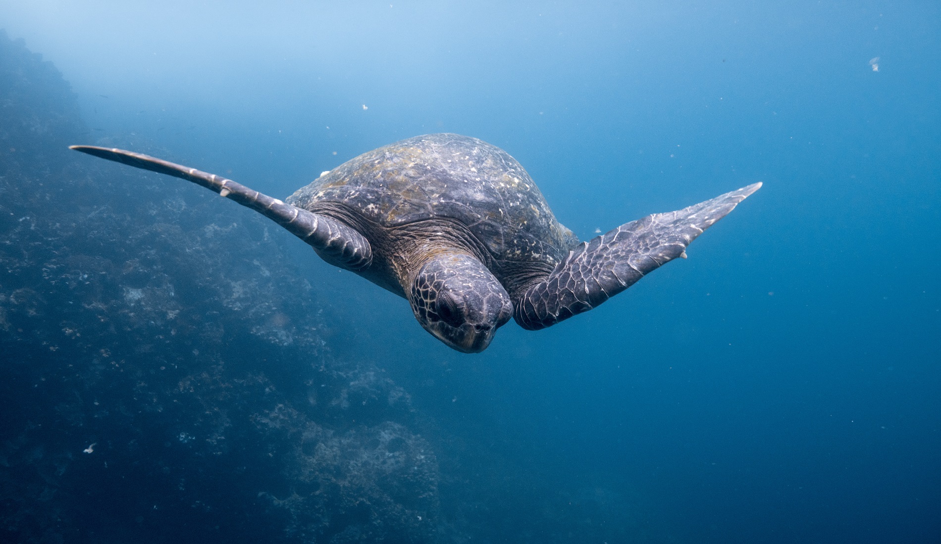 schildpad duikreis galapagos eilanden