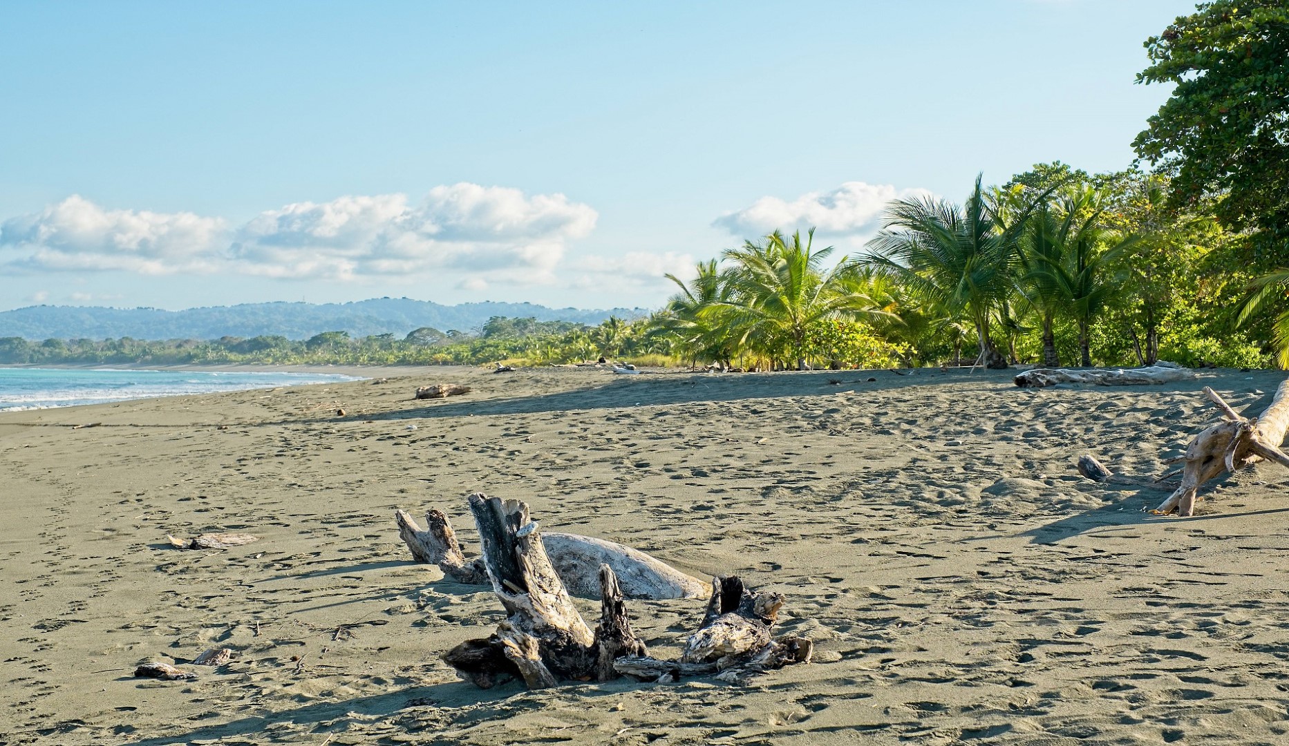 strand regenwoud puerto jimenez