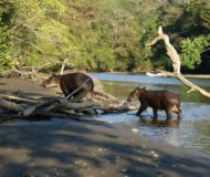 Tapirs