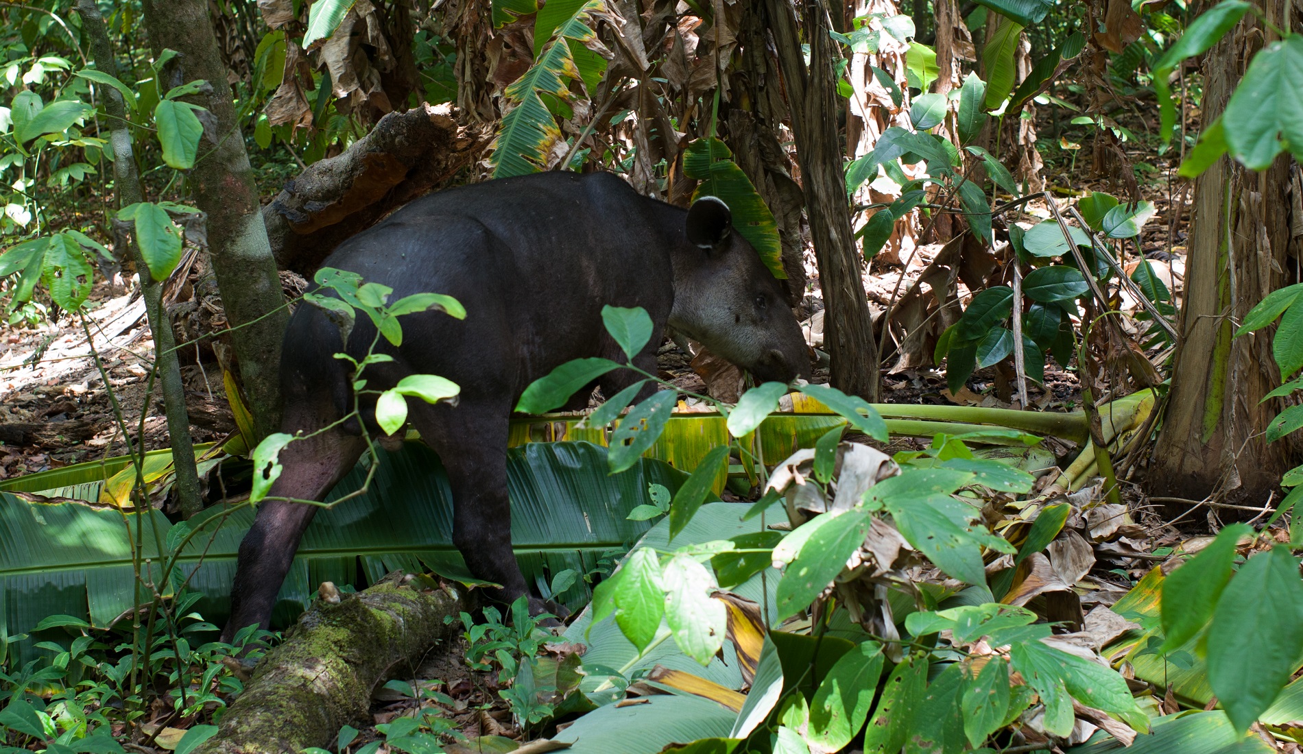tapir nationaal park corcovado