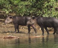 Tapirs