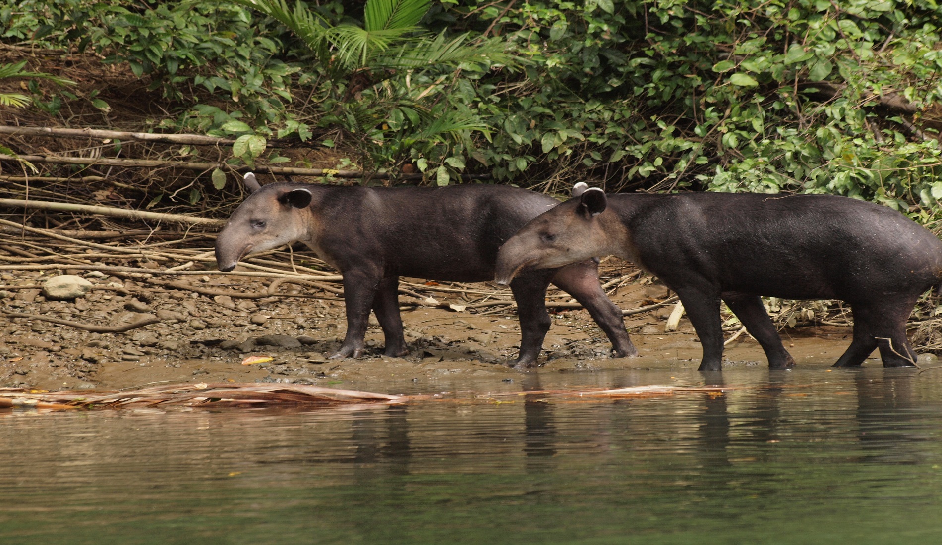 tapirs costa rica hoogtepunten