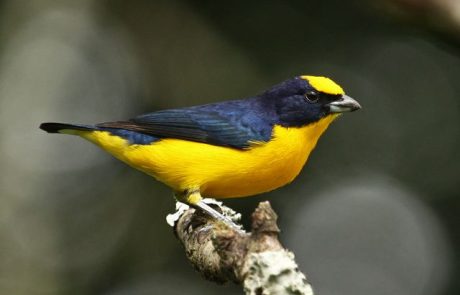 thick billed euphonia