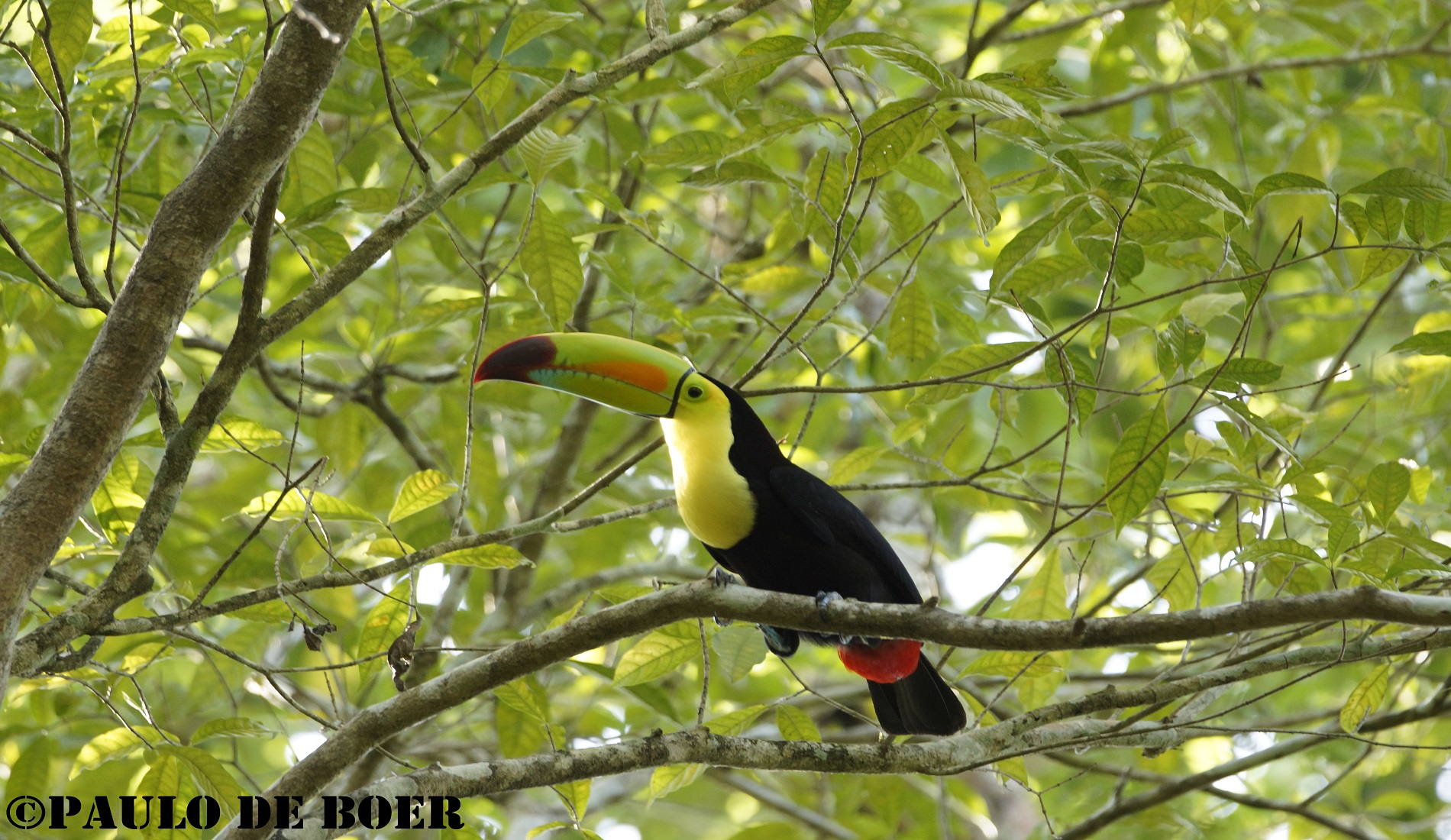 toekan belize kerstvakantie