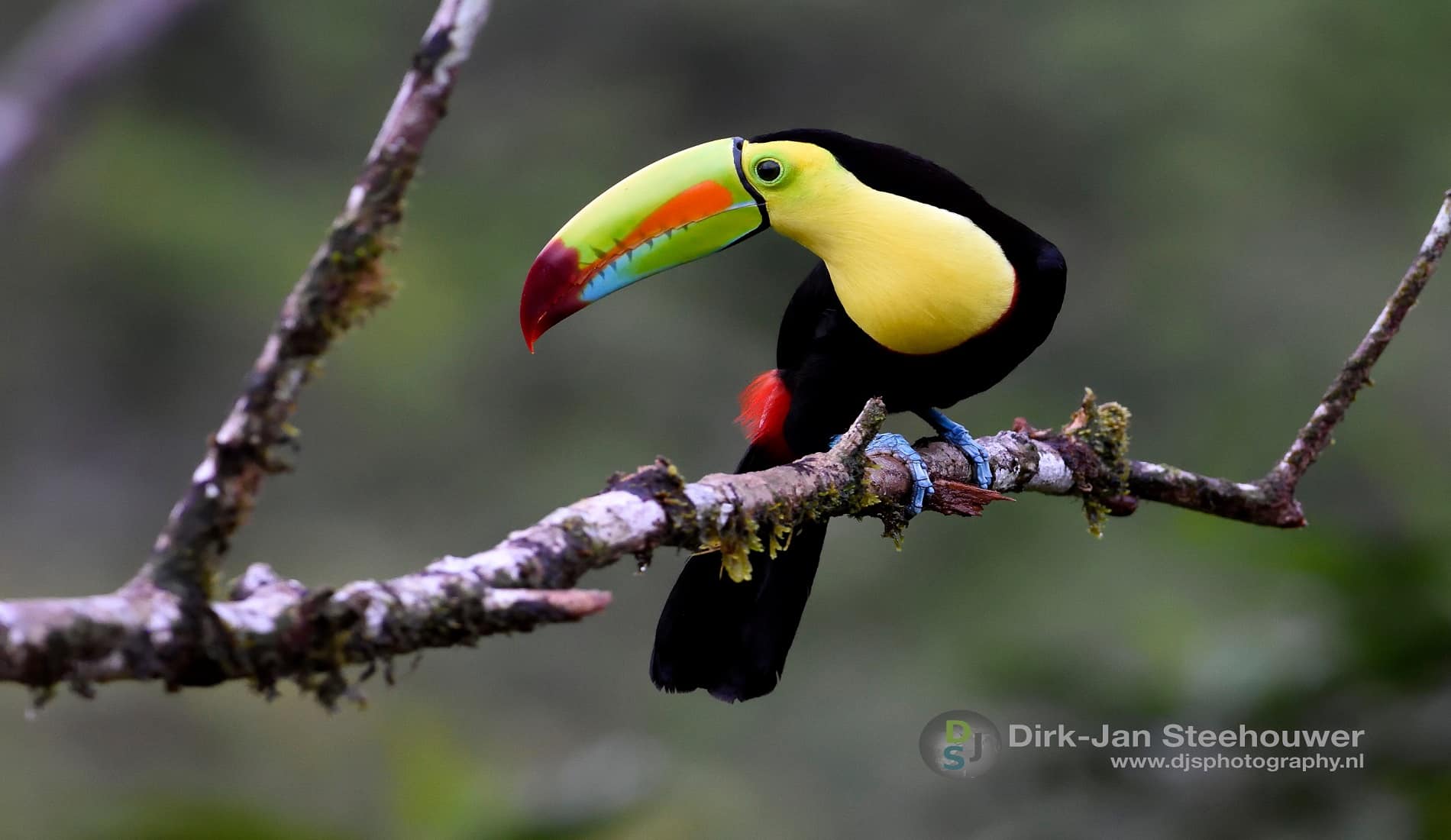 Toekan Fotoreis Costa Rica