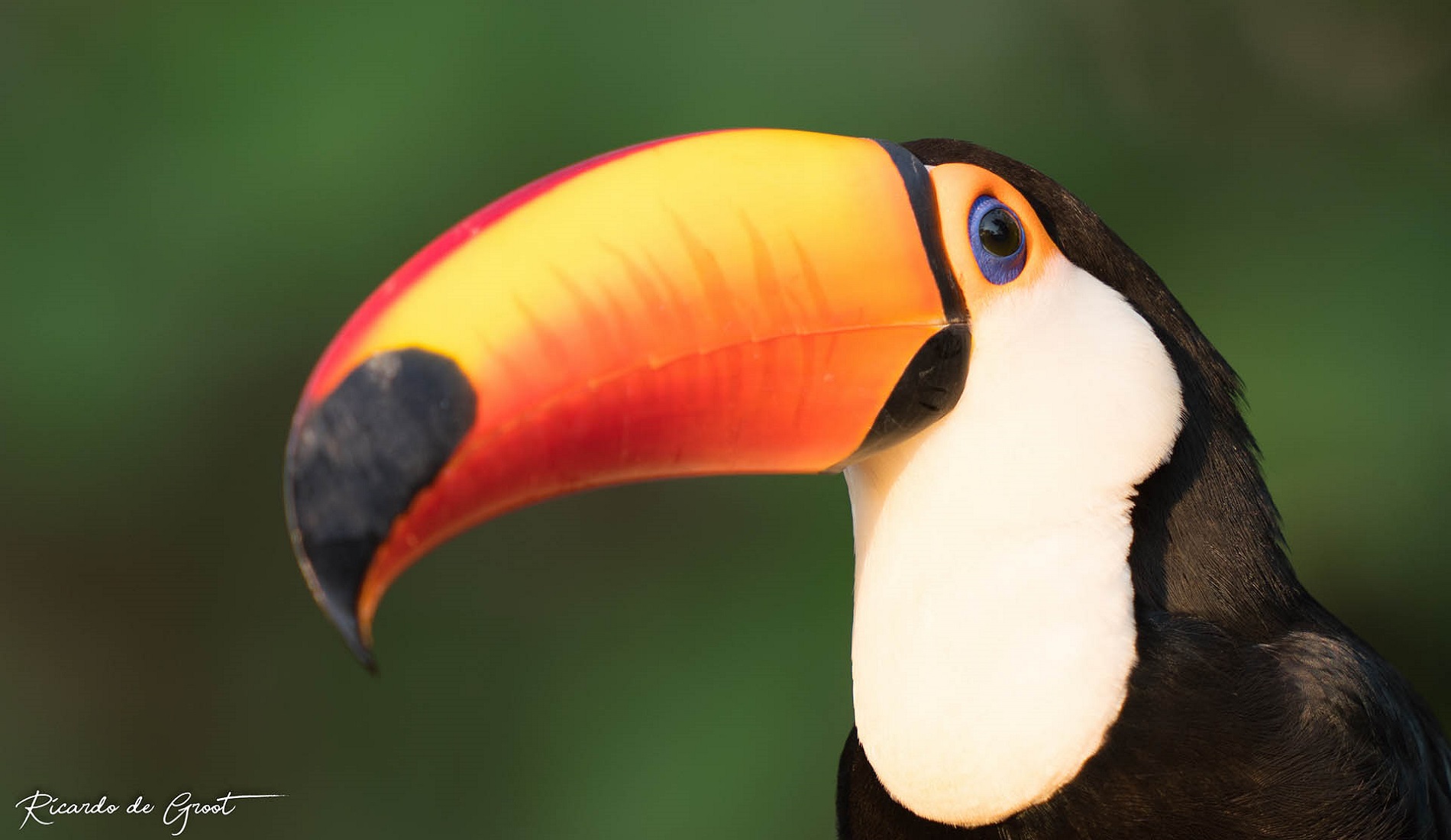 toekan pantanal brazilie