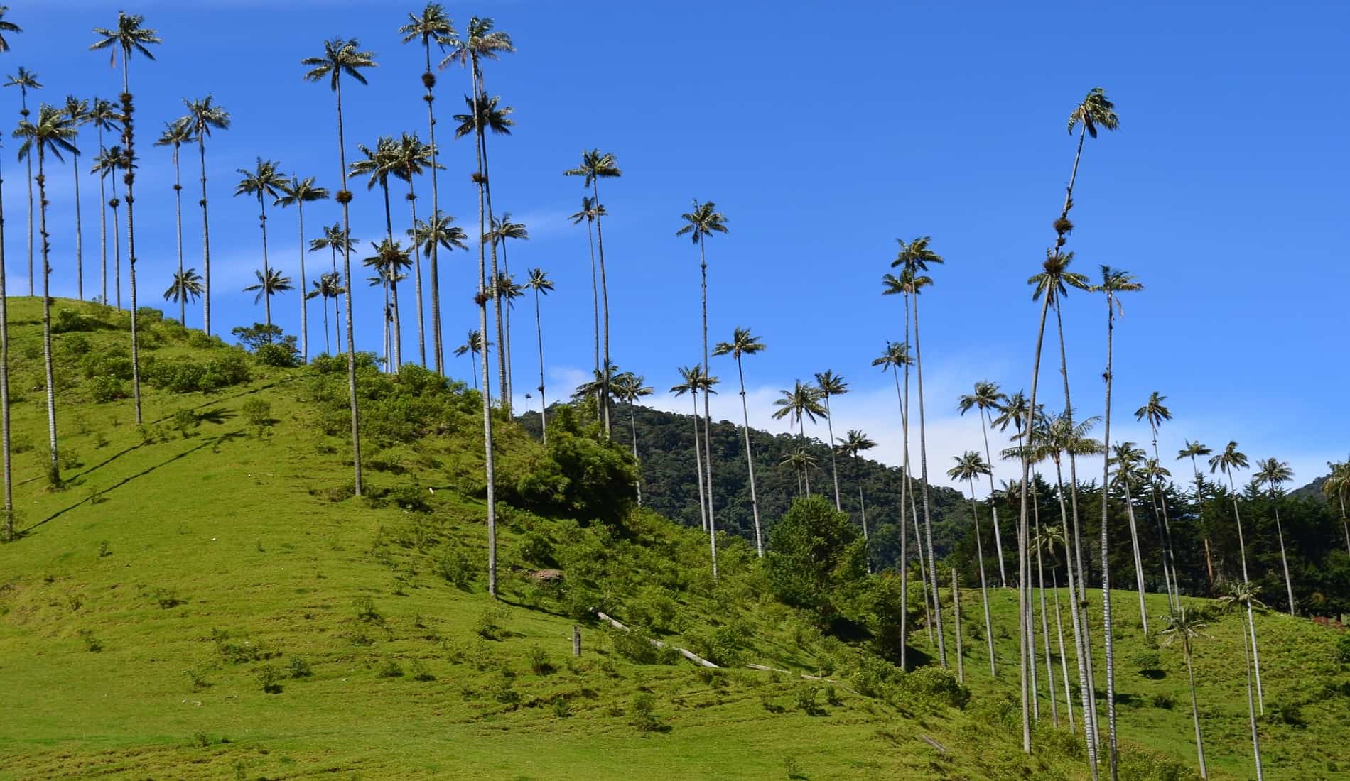 valle de cocora colombia