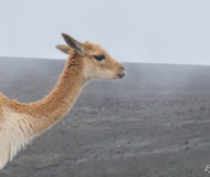 Vicuña