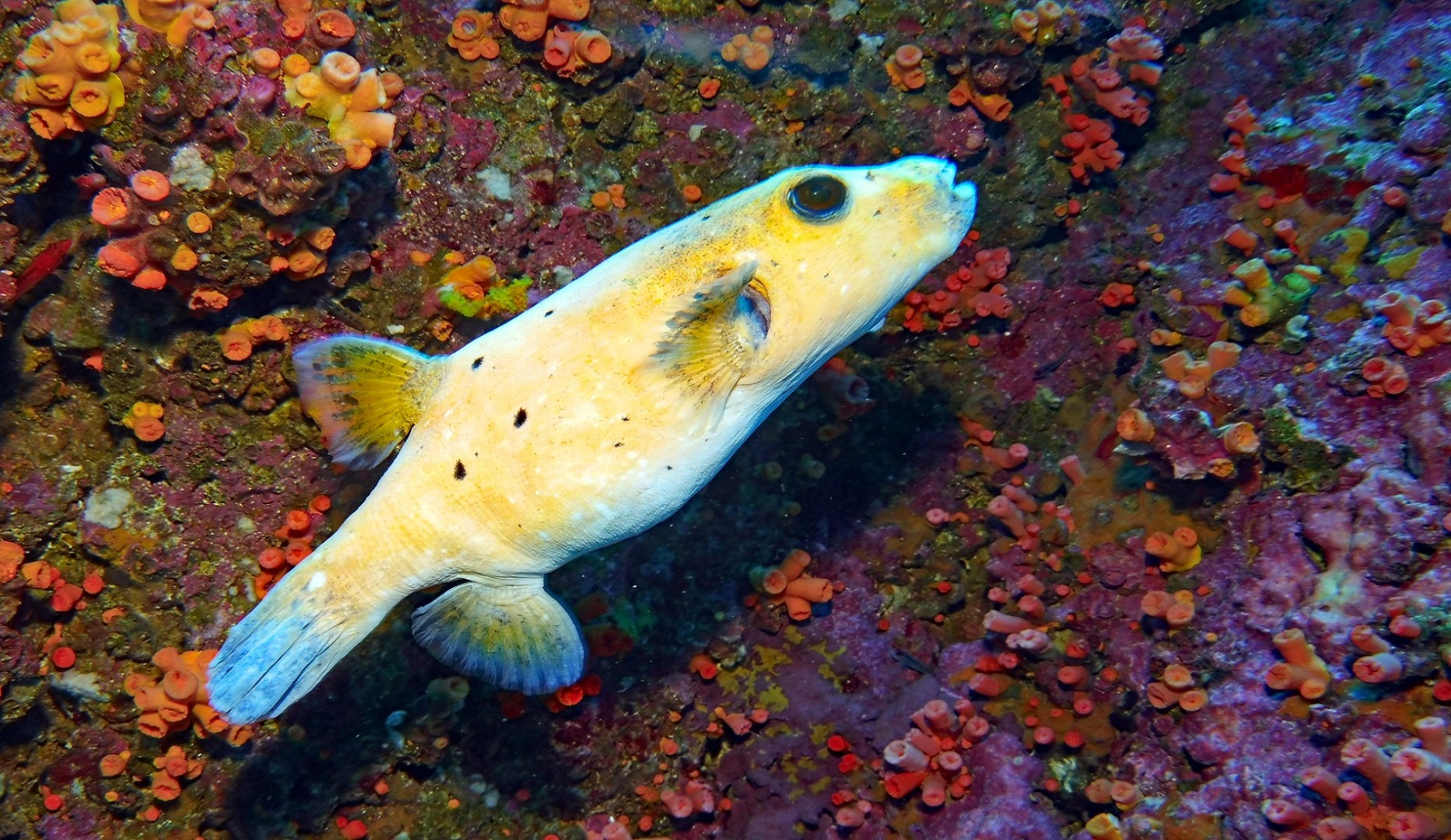 vis cano island 1