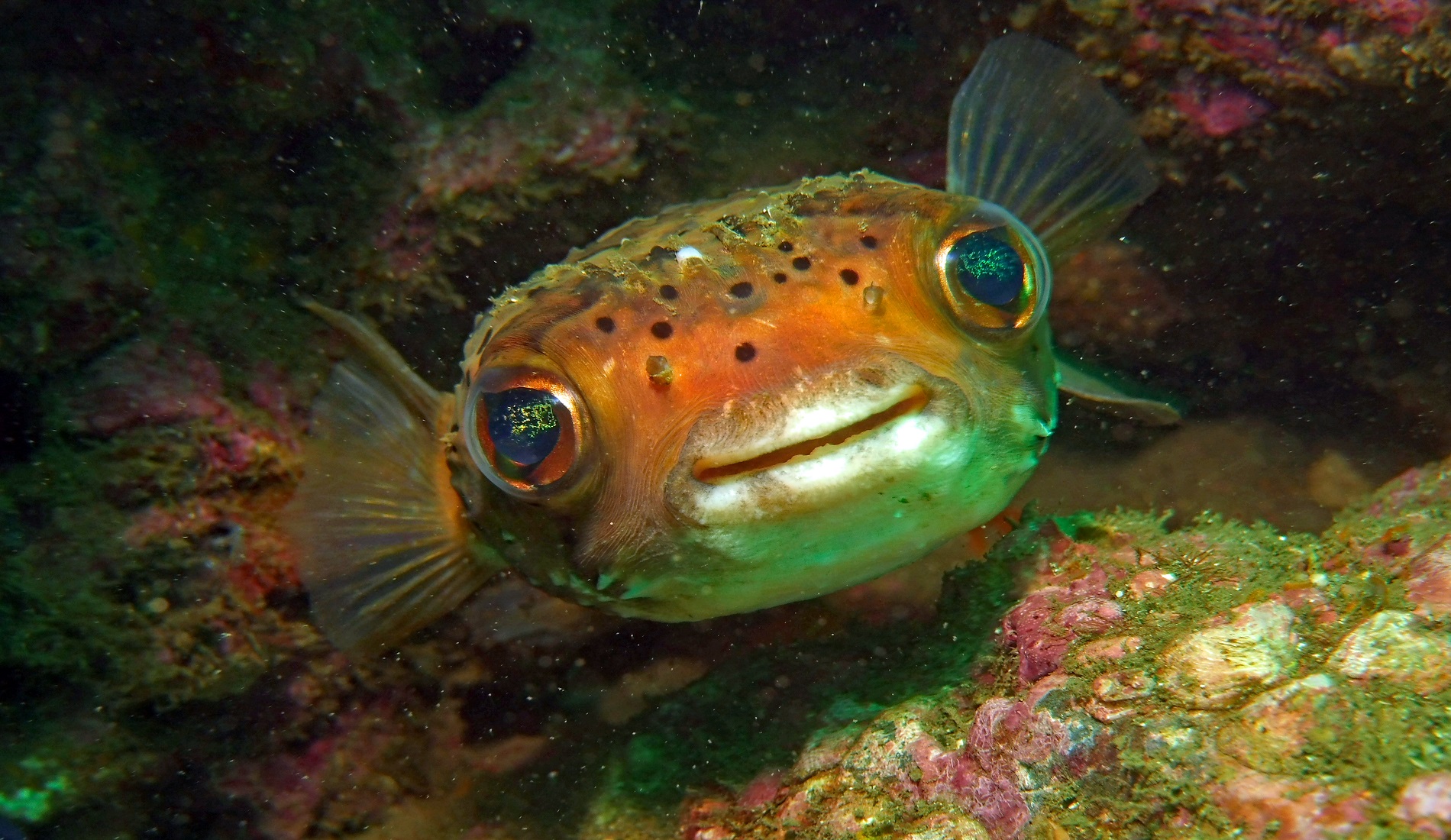 vis costa rica