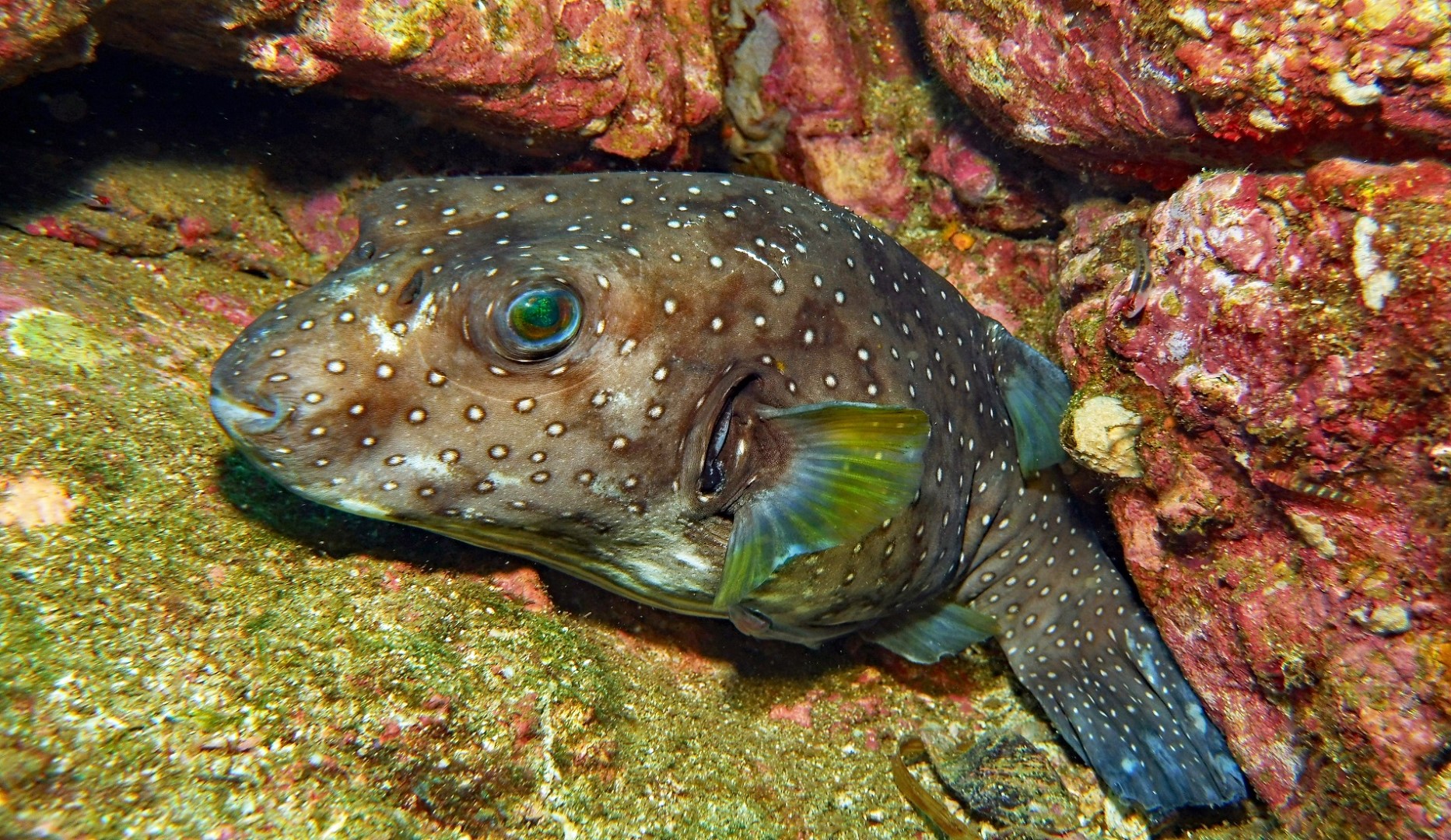 vis costa rica