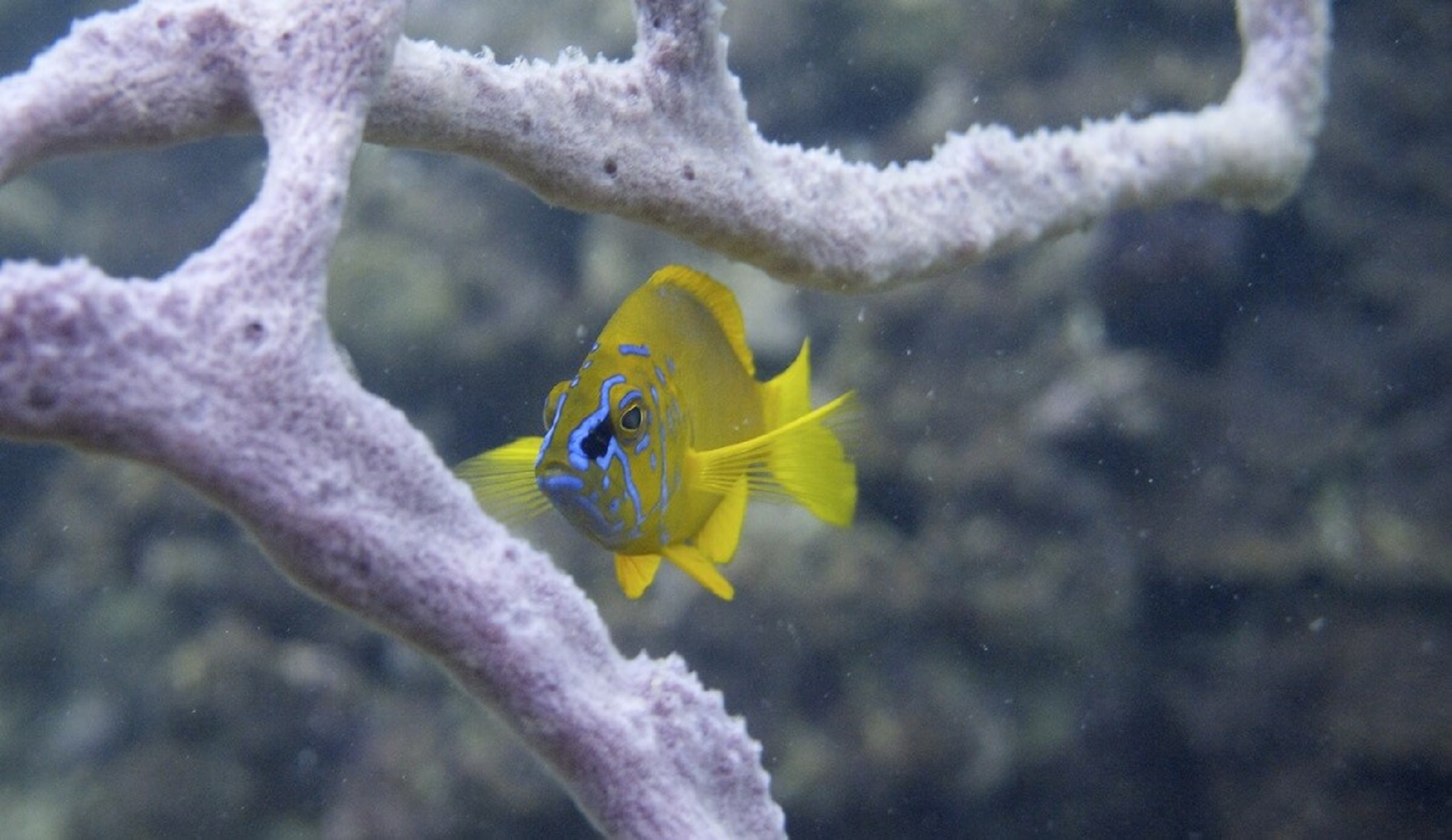 vis duikreis panama