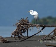 Witte reiger