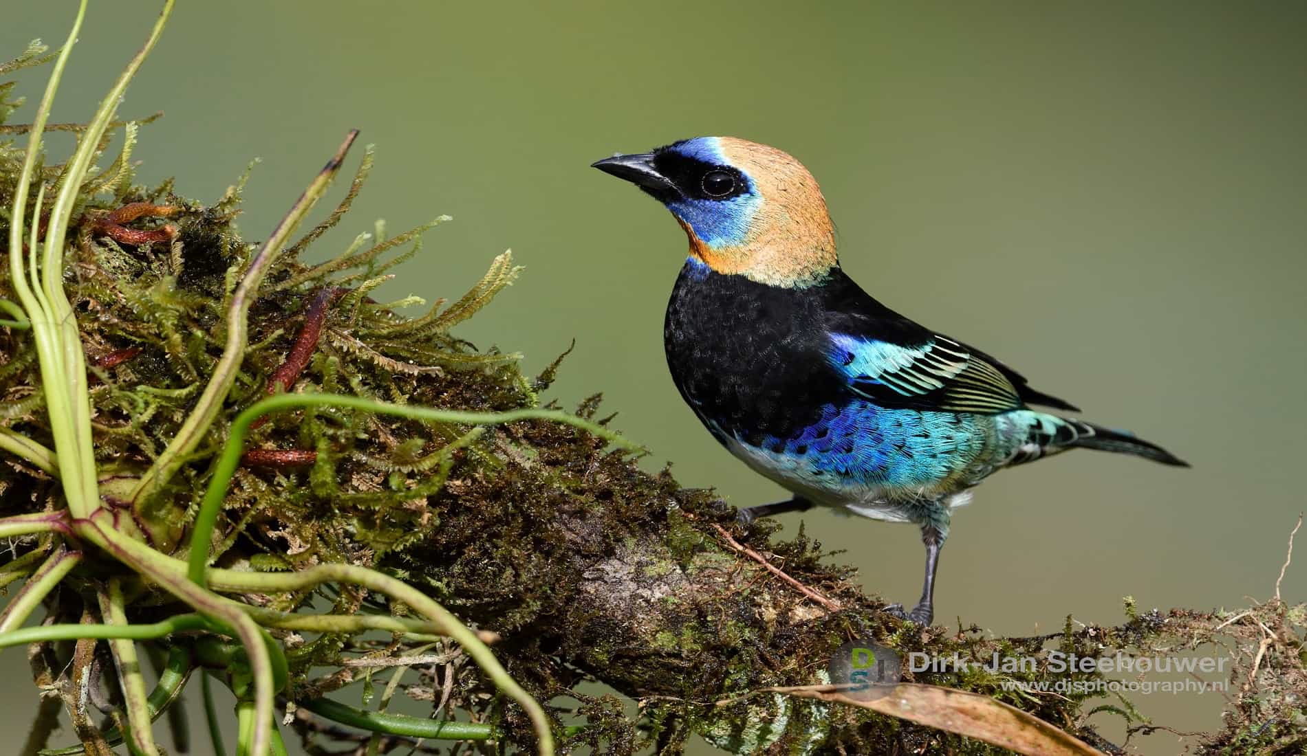 Vogel fotoreis costa rica