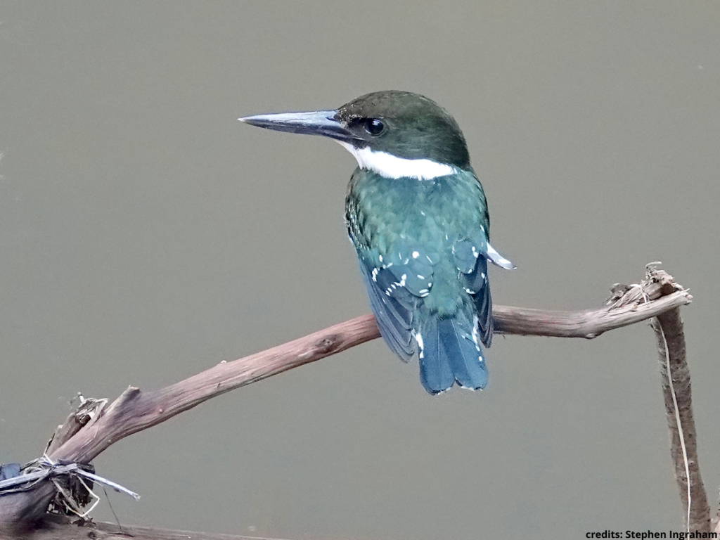 vogel kolibrie panama