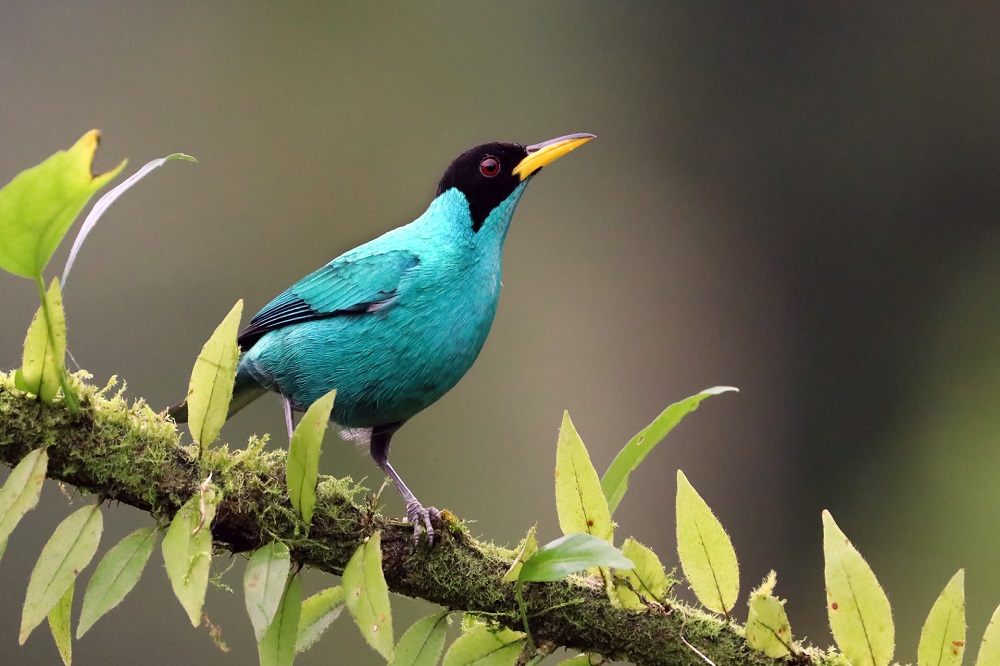 vogelreis costa rica