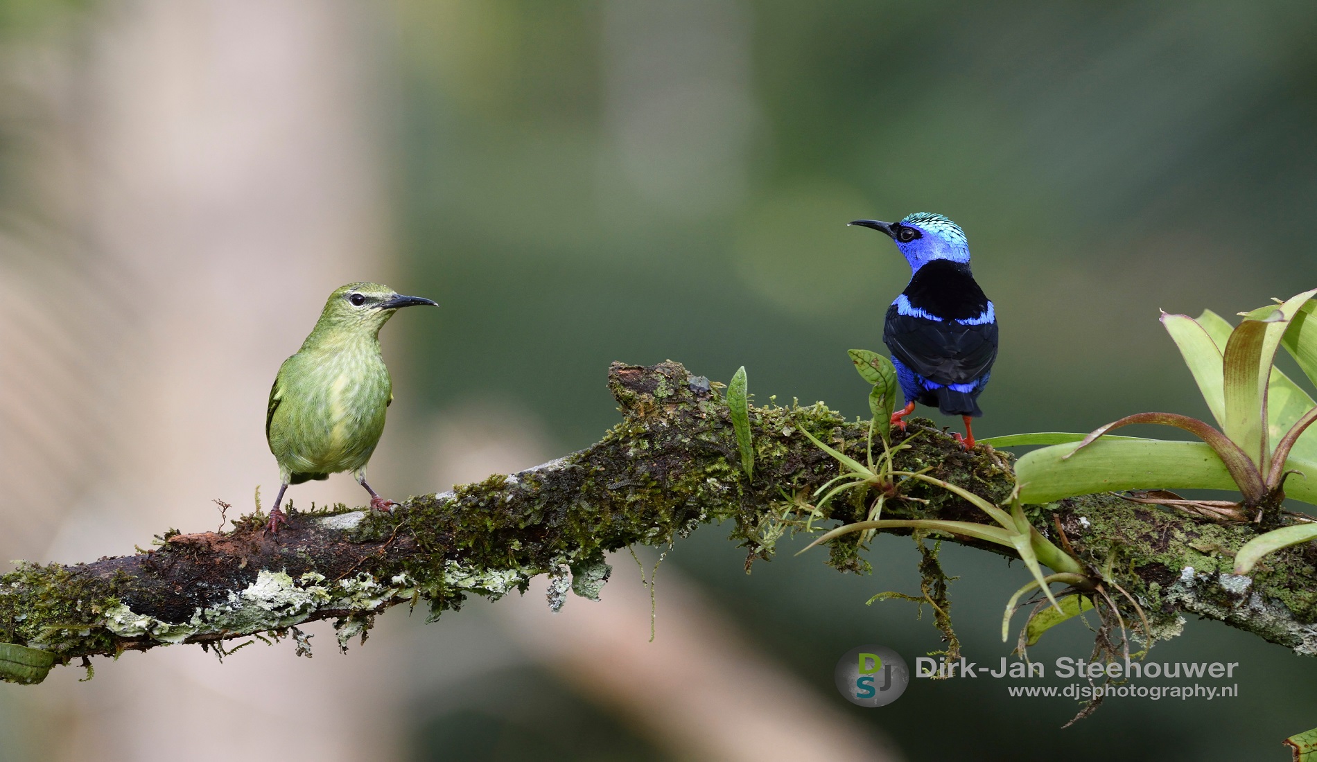 vogelreis costa rica vogel