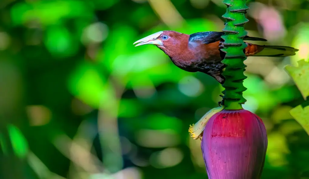 vogelreis guatemala Chestnut headed Oropendola
