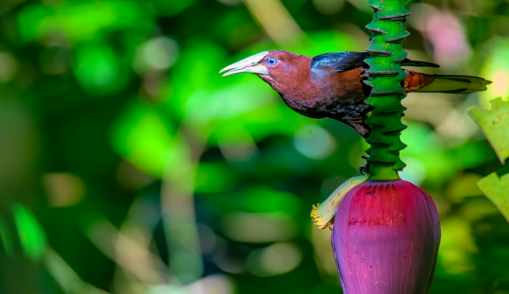 vogelreis guatemala Chestnut-headed-Oropendola