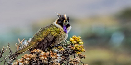 vogelreis in colombia