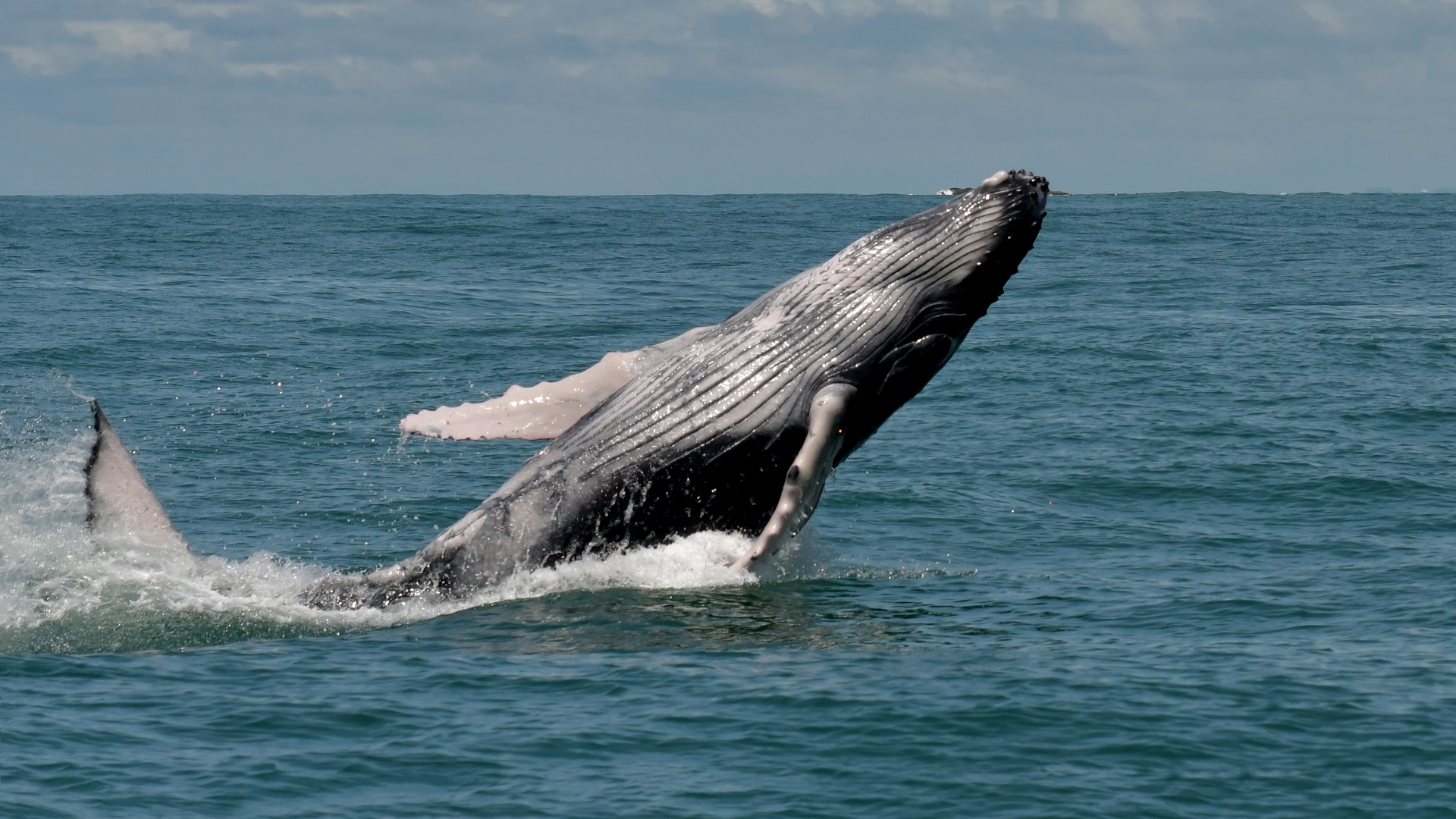 walvis costa rica