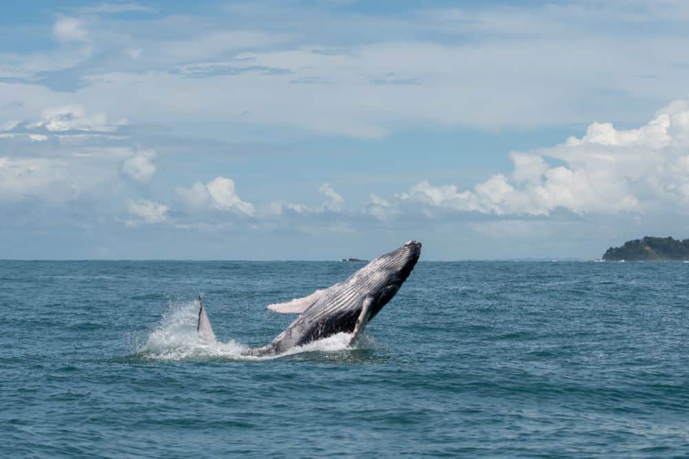 walvis individuele rondreis costa rica