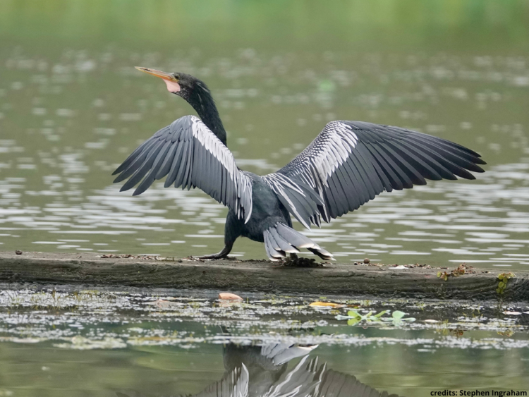 watervogel panama