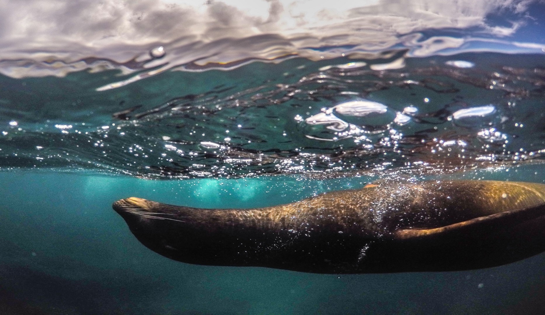 zeeleeuw duikcruise galapagos eilanden