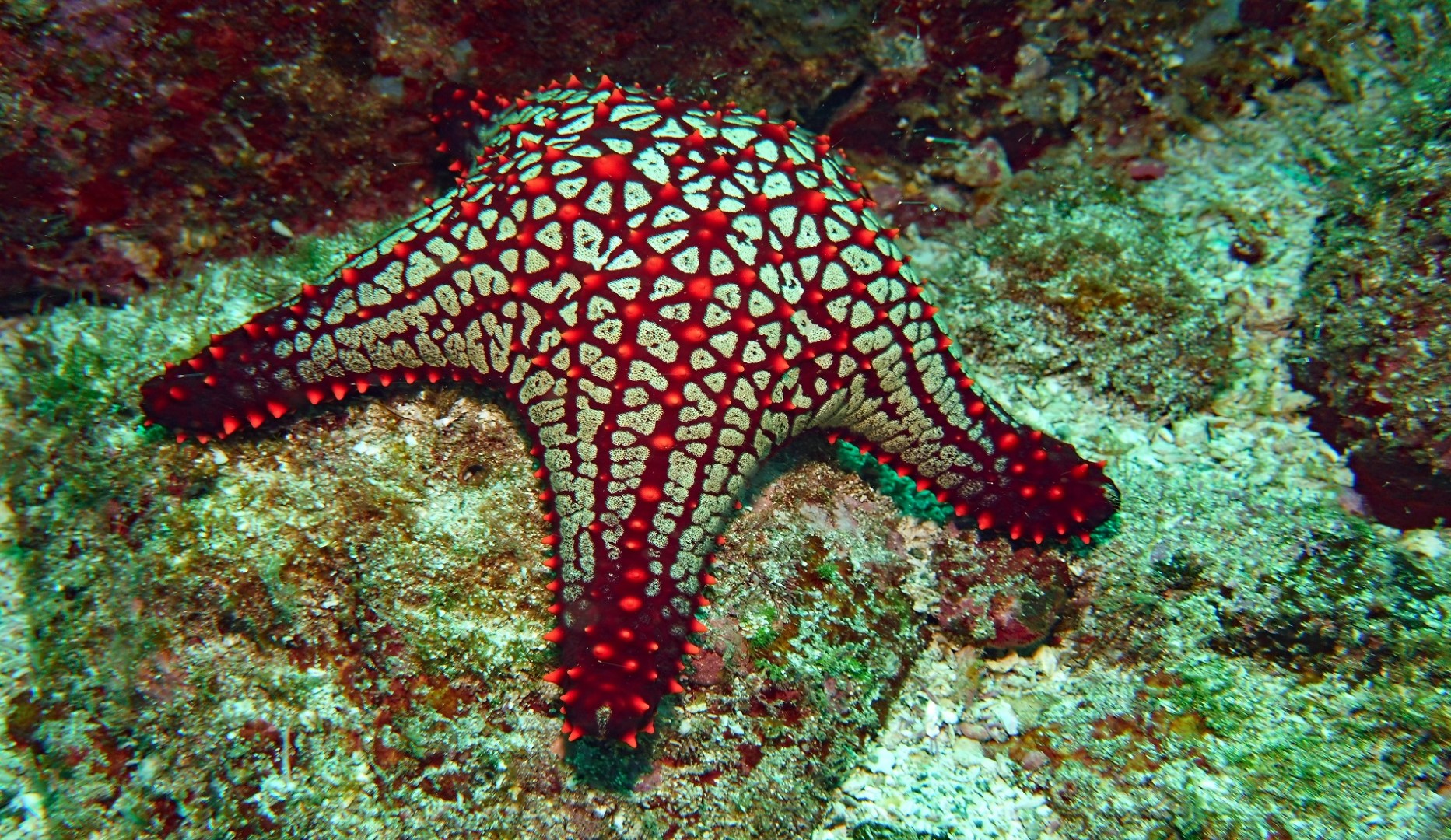 zeester costa rica